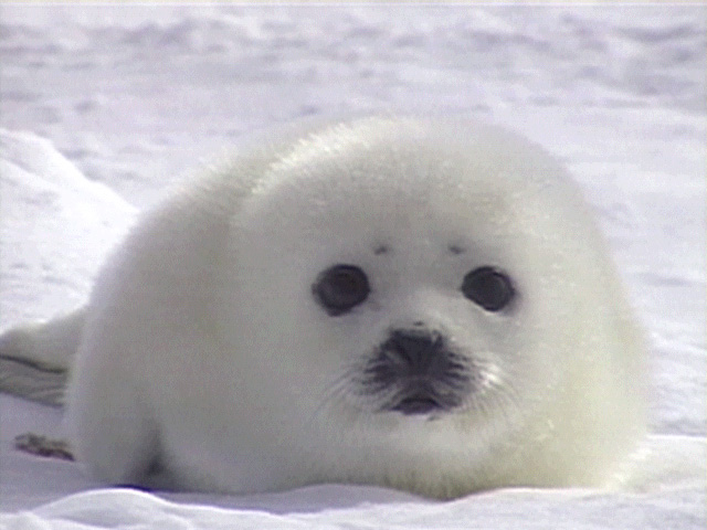 seal animal. Ke$ha Defends Baby Seals: Do