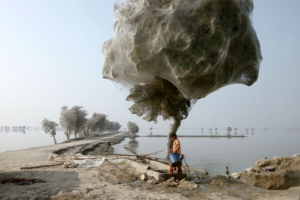 http://theboldcorsicanflame.files.wordpress.com/2011/04/pakistan-floods-drive-spiders-into-trees-children_34027_600x450.jpg