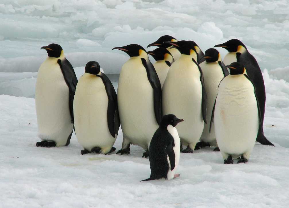 A Group Of Penguins 113