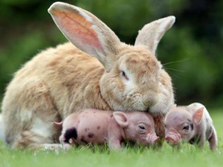 rabbit_cuddles_two_miniature_pigs