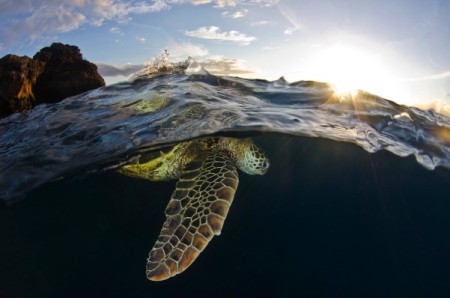 turtle_hawai