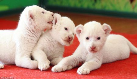 baby_lions